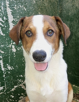 PIPPER Imagen 1